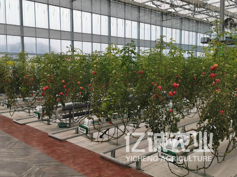 無土栽培蔬菜大棚