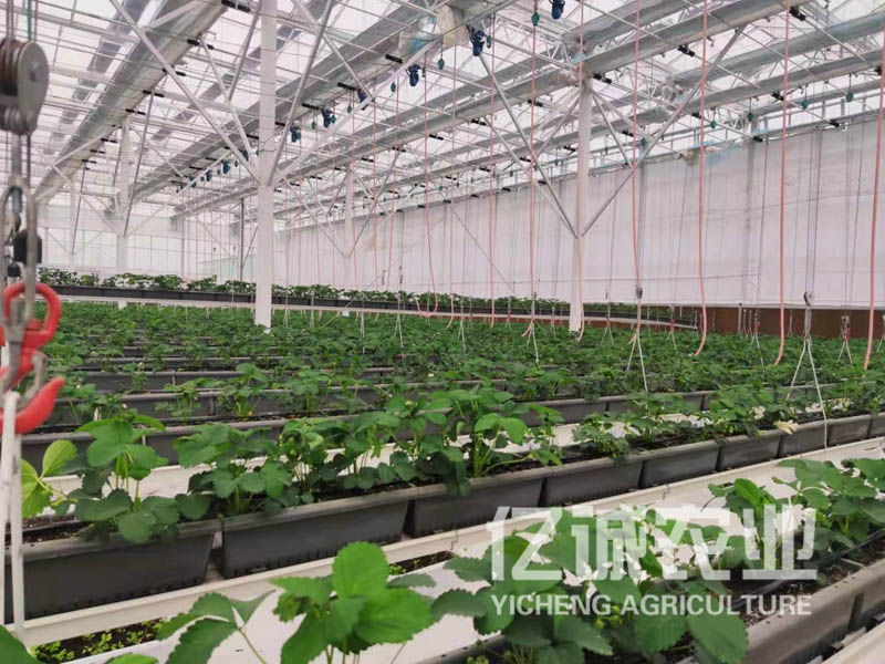 蔬菜大棚溫室工程