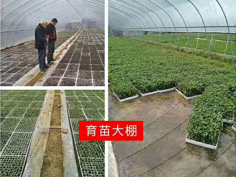 蔬菜育苗大棚