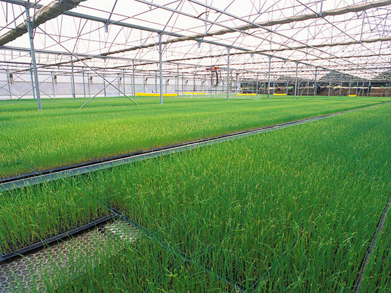 智慧農業(yè)大棚苗床系統(tǒng)