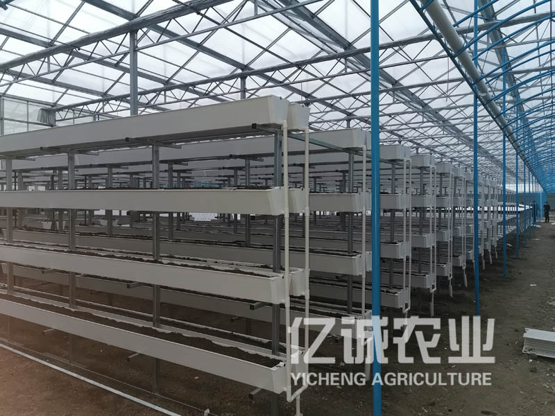 H架槽式椰糠無土栽培