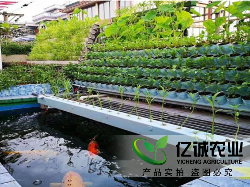 魚菜共生大棚建設(shè)